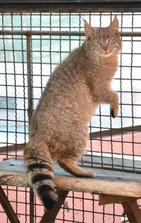 gri_kedi.webp