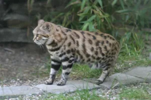 kara_ayakli_kedi.webp