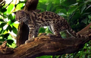margay.webp