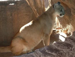 puma.webp