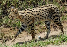 serval.webp