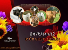bayram.webp