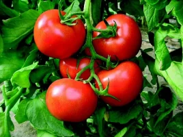 233_10.webp