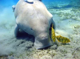 dugong.webp